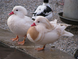 Beyaz Mandarin