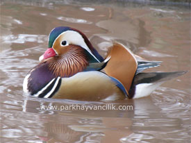 Mandarin