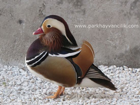 Mandarin