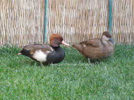 Pochard ördeği