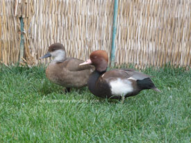 Pochard ördeği