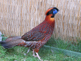 TEMMİNCK'S TRAGOPAN SÜLÜNÜ