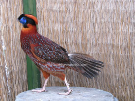 TEMMİNCK'S TRAGOPAN SÜLÜNÜ