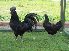 ayyamcemani