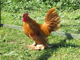 Mille Fleur Sabelpoot