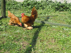 Mille Fleur Sabelpoot