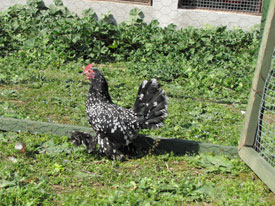 Mille Fleur Sabelpoot
