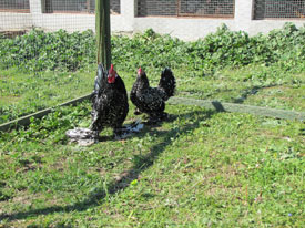 Mille Fleur Sabelpoot