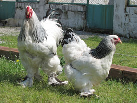  Light Brahma