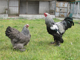 Dark Brahma