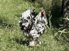Black Mottled Brahma