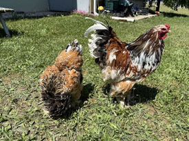 Porselen Brahma