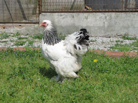  Light Brahma
