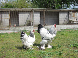  Light Brahma