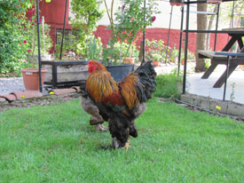 Gold Brahma