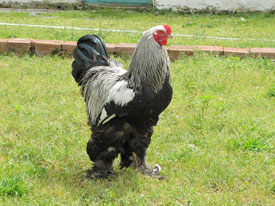 Dark Brahma