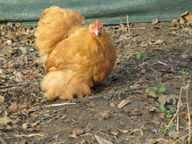 Cüce Cochin