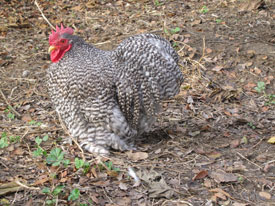 Cüce Cochin