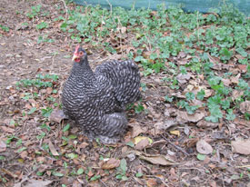 Cüce Cochin