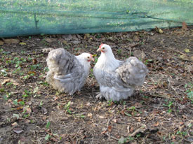 Cüce Cochin