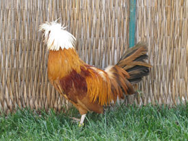 Sarı Beyaz tepeli