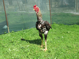 INDIA GIGANTE