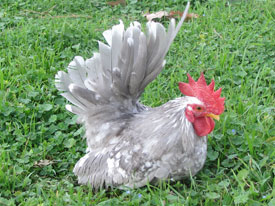 Gri-Beyaz benekli
