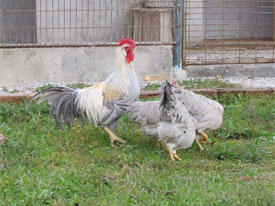 Ligorin