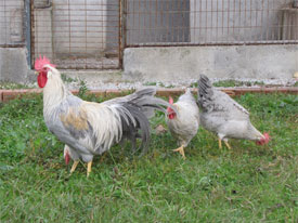 Ligorin