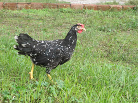 Ligorin