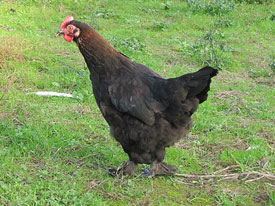 Maran