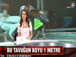 STAR TV