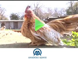 ANADOLU AJANSI -2014