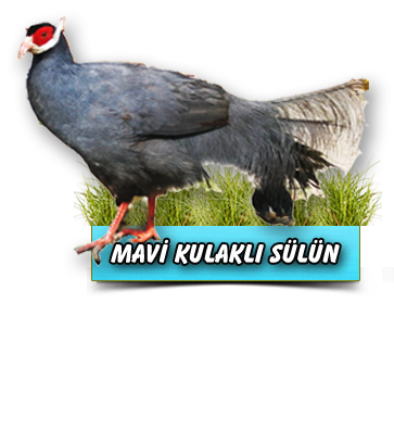 Mavi Kulaklı Sülün