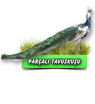 Parçalı Tavuskuşu
