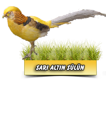 Sarı Altın Sülün