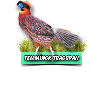 Temming Sülün