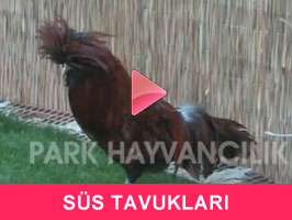 SÜS TAVUKLARI