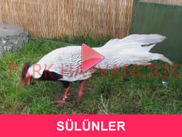 SÜLÜNLER