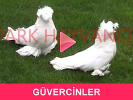 GÜVERCİNLER